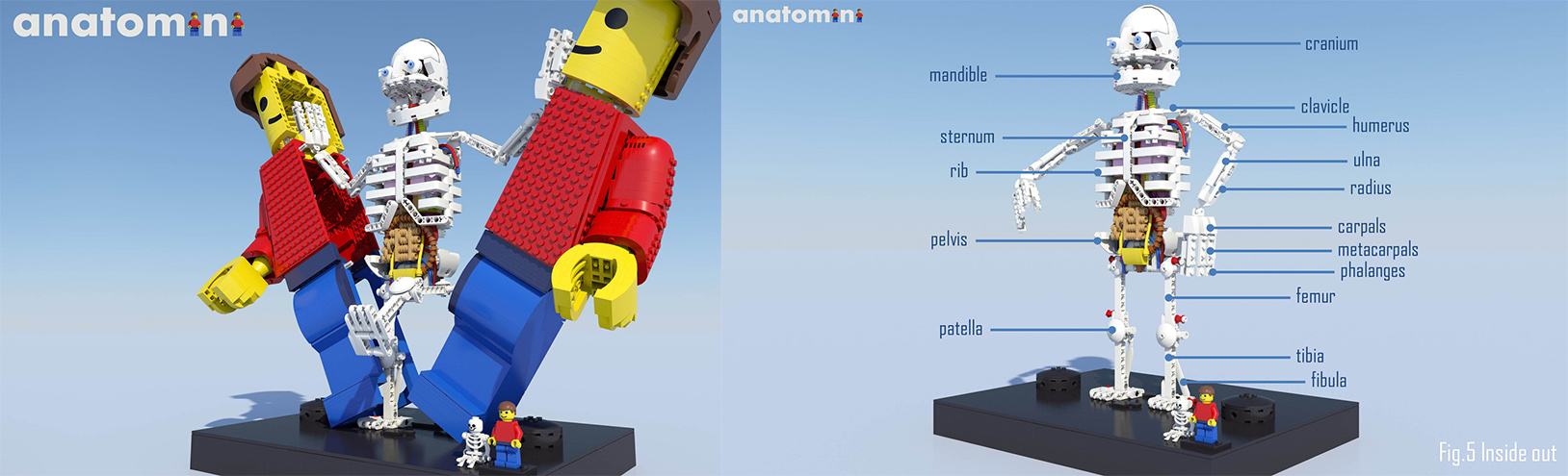 LEGO IDEAS - Anatomini